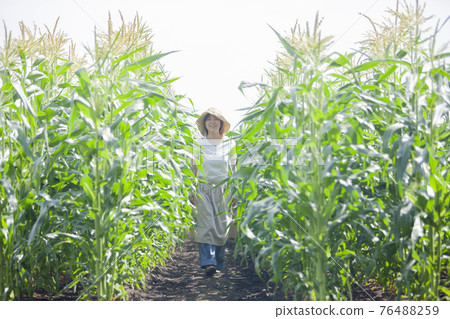 Corn field farmer woman 76488259