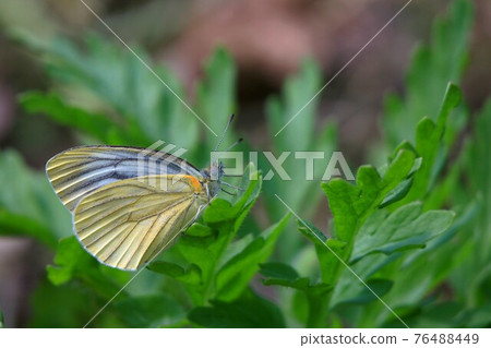 條紋白蝴蝶 76488449