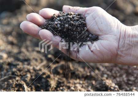 Hands to sow chicken manure in the field 76488544
