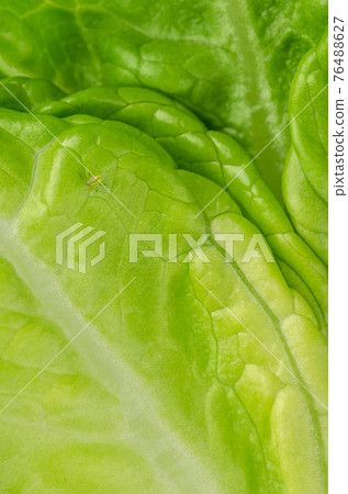Small green aphid, sap-sucking on a fresh Romaine lettuce leaf. Greenfly, an insect of the superfamily Aphidoidea. A destructive and weakening insect pest on cultivated plants. Top view, macro photo. 76488627