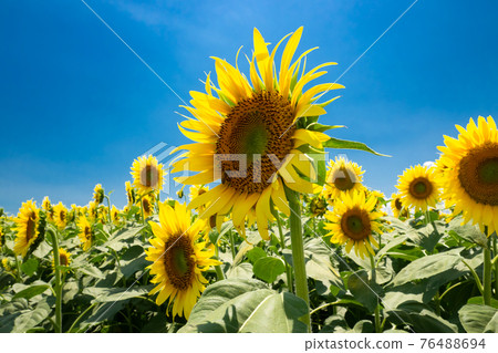 A close-up of the blue sky and sunflower flowers, a symbol of hot summer A close-up of the blue sky and sunflower flowers, a symbol of hot summer 76488694