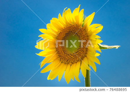 A close-up of the blue sky and sunflower flowers, a symbol of hot summer A close-up of the blue sky and sunflower flowers, a symbol of hot summer 76488695