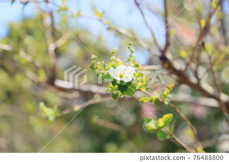 Ryukyu Bai flower Ryukyu Bai flower 76488800