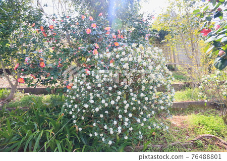 Daphne flower Daphne flower 76488801