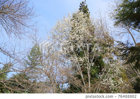 Kobushi花 76488802