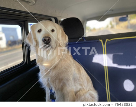 Golden retriever waiting by car Golden retriever waiting by car 76488821
