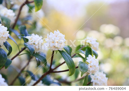 達芙妮花 76489004