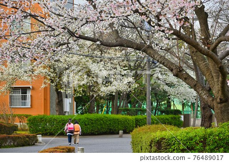 Two elementary school girls going to school under the cherry blossom trees in full bloom 76489017