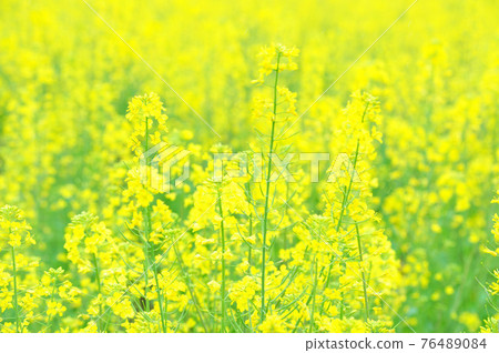Rape blossoms Rape blossoms 76489084