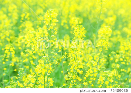 強姦開花 強姦開花 76489086