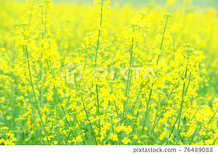 強姦開花 強姦開花 76489088