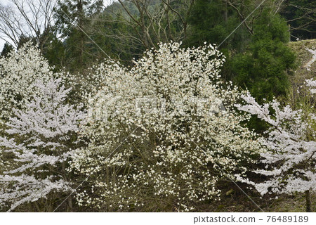 [兵庫縣矢部市] 初櫻高原的櫻花與古布斯 76489189