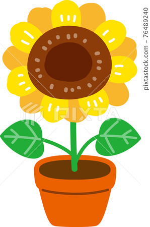 迷你向日葵 76489240