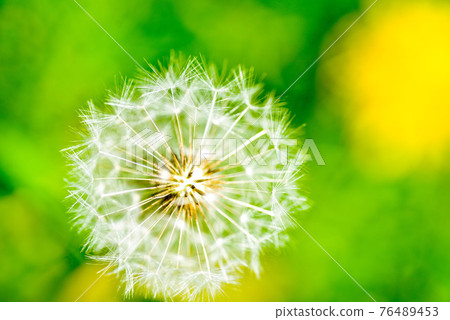 Dandelion seeds 76489453