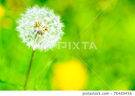 蒲公英的種子 76489456