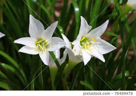 White flower rain lily or fairy lily blooming on the flower garden and yellow pollen in the middle. Green leaves like onion leave White flower rain lily or fairy lily blooming on the flower garden and yellow pollen in the middle. Green leaves like onion leave 76489478