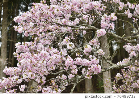 Image of spring (cherry blossoms) Image of spring (cherry blossoms) 76489732