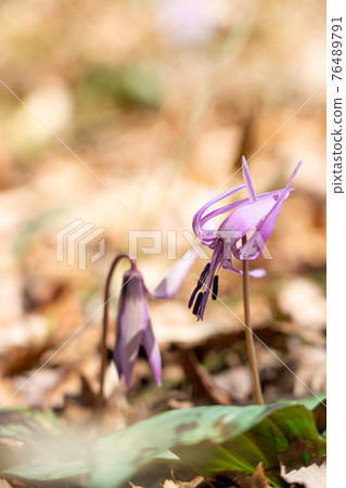 在京都西山的森林中自然生長的日本紅花 76489791