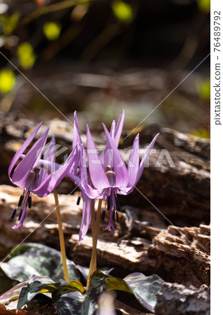 在京都西山的森林中自然生長的日本紅花 在京都西山的森林中自然生長的日本紅花 76489792