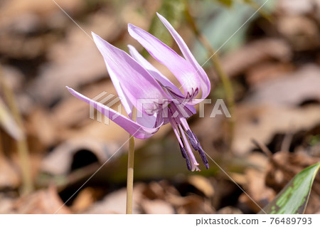 在京都西山的森林中自然生長的日本紅花 76489793