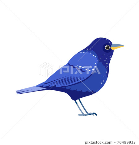 Blue bird or purple thrush, side profile. Cartoon, flat style vector illustration isolated on a white background Blue bird or purple thrush, side profile. Cartoon, flat style vector illustration isolated on a white background 76489932