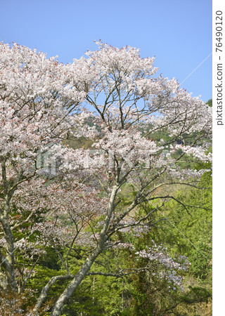 [Tamba City, Hyogo Prefecture] Cherry blossoms blooming in Satoyama 76490120