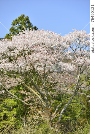 [Tamba City, Hyogo Prefecture] Cherry blossoms blooming in Satoyama 76490121
