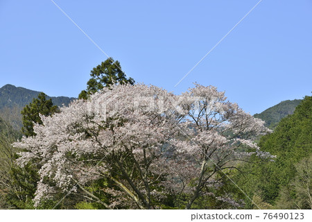 [Tamba City, Hyogo Prefecture] Cherry blossoms blooming in Satoyama 76490123
