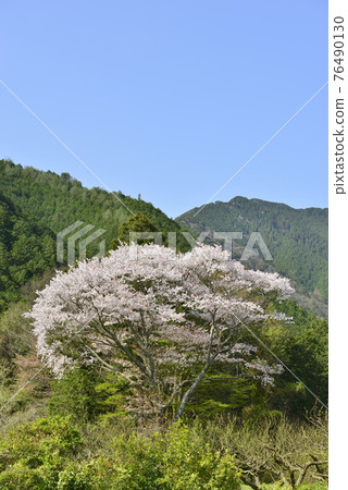 [Tamba City, Hyogo Prefecture] Cherry blossoms blooming in Satoyama 76490130