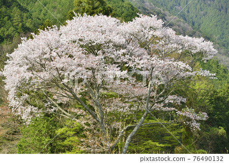 [Tamba City, Hyogo Prefecture] Cherry blossoms blooming in Satoyama 76490132