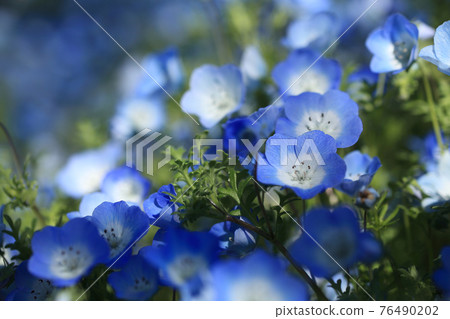 Nemophila 76490202