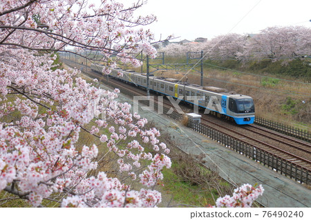 Near Shiroi City, Chiba Prefecture Residential and Urban Development Corporation Type 9100 Train Sea Flyer and Sakura in full bloom passing through the Hokuso Line 76490240