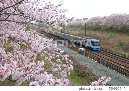Near Shiroi City, Chiba Prefecture Residential and Urban Development Corporation Type 9100 Train Sea Flyer and Sakura in full bloom passing through the Hokuso Line 76490241