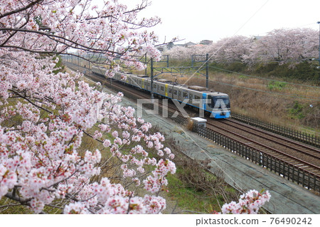 千葉縣白井市附近 9100型火車海上飛行器和盛開的櫻花穿過北總線 76490242