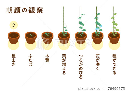 牽牛花成長過程矢量圖 是暑假的標準作業 牽牛花碗 一根柱子 插圖素材 圖庫