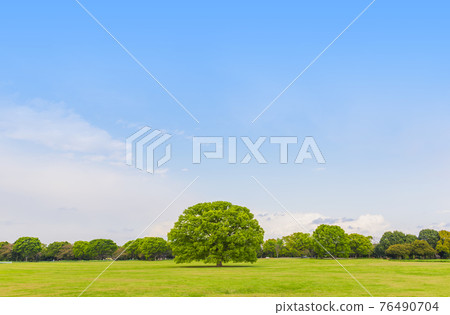 新綠色圖像樹和綠色複製空間綠葉一棵大樹 76490704