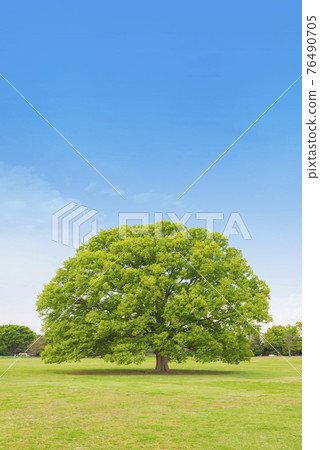 新綠色圖像樹和綠色複製空間綠葉一棵大樹 76490705