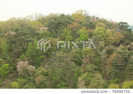 Jeongneunggol. Spring flowers. Forsythia. Sprouts. Forest 76490750