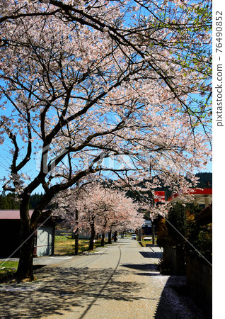 岡山縣新城，凱旋櫻花，散落的開始 76490852