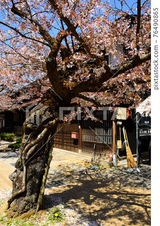 Shinjo, Okayama Prefecture, Triumphal Cherry Blossoms, Beginning of Scattering Shinjo, Okayama Prefecture, Triumphal Cherry Blossoms, Beginning of Scattering 76490865