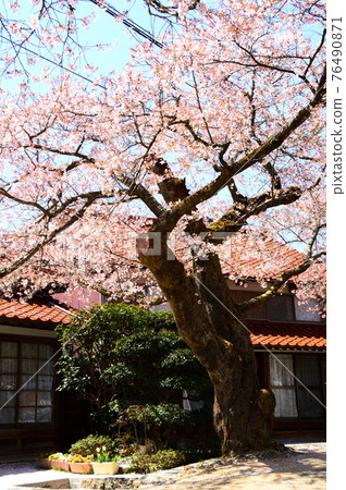 岡山縣新城，凱旋櫻花，散落的開始 76490871