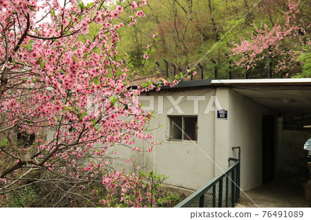 Jeongneunggol. Spring flowers. Forsythia. Leaves. Sprouts 76491089