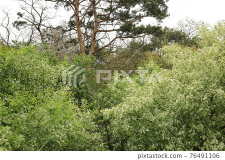 正陵谷,春天的花朵,桃花,葉子,豆芽 正陵谷,春天的花朵,桃花,葉子,豆芽 76491106