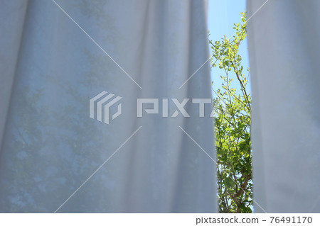 Green outside the window seen through the gap in the curtain Green outside the window seen through the gap in the curtain 76491170