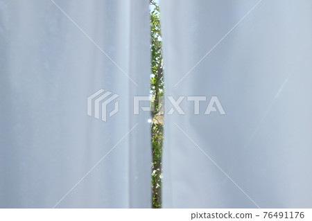 Green outside the window seen through the gap in the curtain Green outside the window seen through the gap in the curtain 76491176