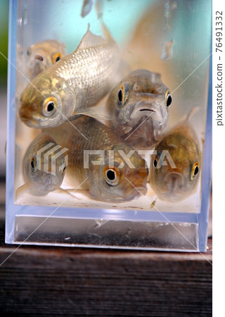 Crucian carp face Crucian carp face 76491332