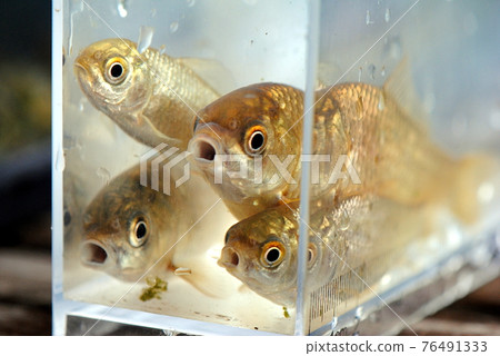 鯽魚臉 鯽魚臉 76491333