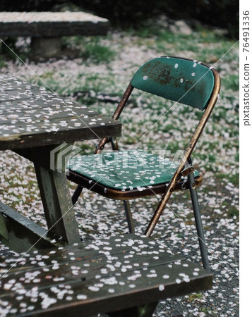 Pipe chair wet with cherry blossoms and rain 76491336