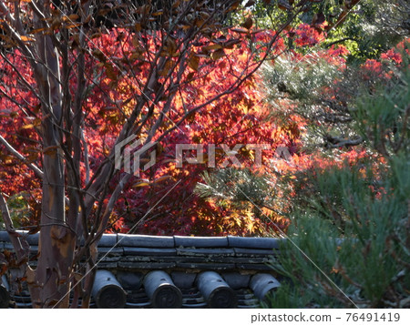 從北條庭園的入口看紅葉 從北條庭園的入口看紅葉 76491419