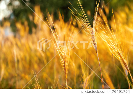 Pampas grass outdoor in light pastel colors. Sunny wheat wallpaper in boho style. Golden ripe ears on sunny morning. Soft light nature banner. Boho wedding invitation photo. Yoga classes natural mood. Pampas grass outdoor in light pastel colors. Sunny wheat wallpaper in boho style. Golden ripe ears on sunny morning. Soft light nature banner. Boho wedding invitation photo. Yoga classes natural mood. 76491794